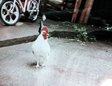 写真2：増田 裕子さん