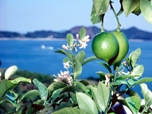 上島町