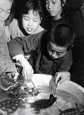 1950年に結成された日和佐中学校海亀研究班