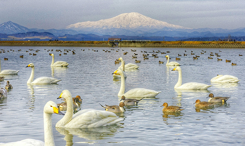 野々村ため池から出羽富士とも呼ばれる鳥海山を望む