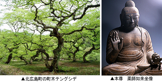 左：北広島町の町木テングシデ　右：薬師如来坐像
