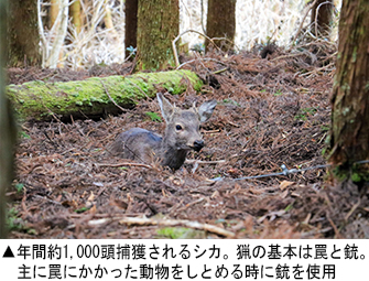 年間約1,000頭捕獲されるシカ