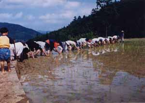 山あいの棚田で田植えを体験の写真