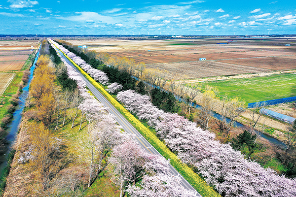 大潟村の観光名所「桜と菜の花ロード」