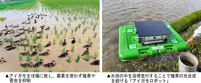 左:アイガモをほ場に放し、農薬を使わず雑草や 害虫を抑制 右:水田の中を自律走行することで雑草の光合成 を妨げる「アイガモロボット」