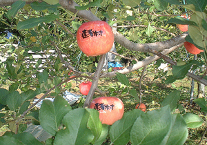 縁起のいい「達者村」のロゴ入りりんごの写真