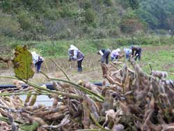 高齢者の大豆収穫作戦の様子の写真