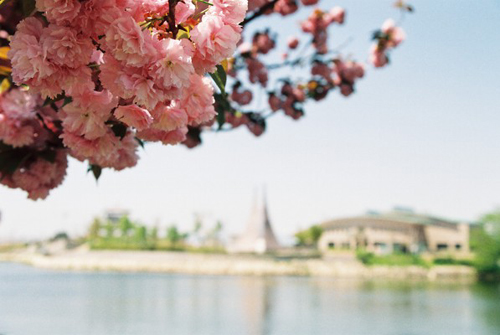 桜と図書館の写真