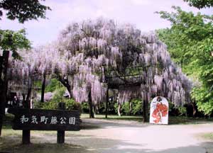 日本一の藤公園