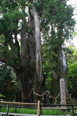 国の特別天然記念物「日本一の大杉」の写真