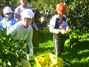 小学生によるじゃばら収穫体験の写真