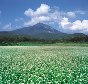 磐梯山とソバ畑の写真