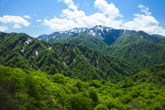 世界自然遺産白神山地の写真