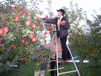 りんご収穫体験の写真