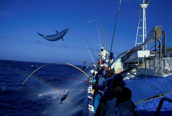 土佐沖のカツオ一本釣り漁の写真
