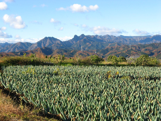 下仁田ネギ畑と独特の山並みの写真
