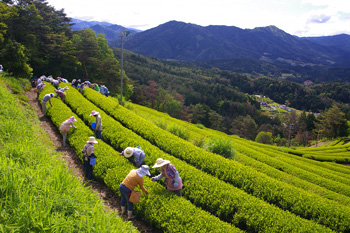 白川茶の茶摘みの様子の写真