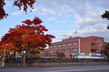 六戸町役場前の楓の写真