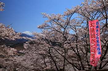 大法師公園の満開桜の写真