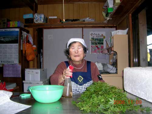 つまものの乾燥を避けるために霧吹きで水をかける（上勝町）の写真