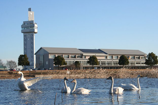 役場前の水辺で休む白鳥たち
