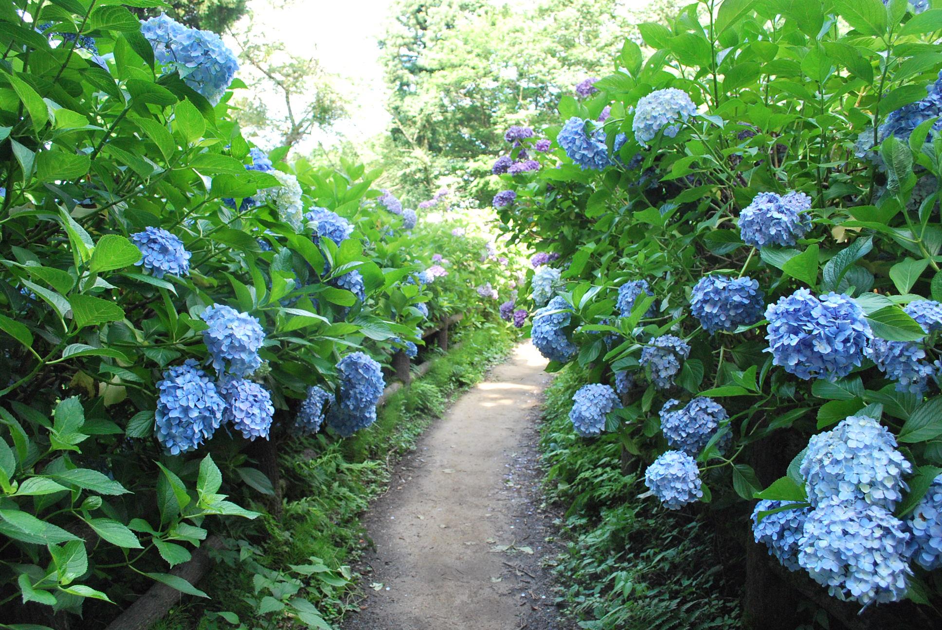 田上町はあじさいの名所として有名です