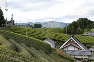 宇治茶の生産景観の縦畝と横畝からなる茶畑と一体となっている民家