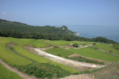 豊島唐櫃の棚田