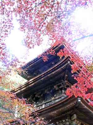 金剛輪寺　血染めの紅葉