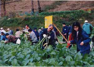 野沢菜の収穫体験の写真