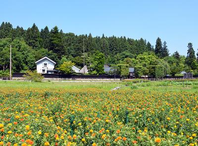 国指定重要文化財の旧柏倉家住宅と紅花畑