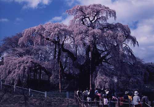 満開の花を纏う滝桜の写真