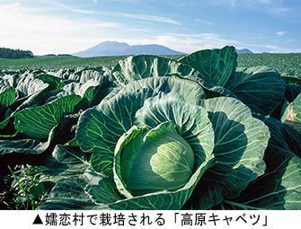 嬬恋村で栽培される「高原キャベツ」