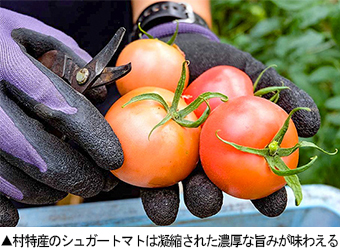 村特産のシュガートマト
