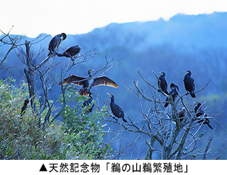 天然記念物「鵜の山鵜繁殖地」