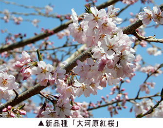 新品種「大河原紅桜」