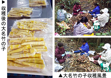 左：収穫後の大名竹の子　右：大名竹の子収穫風景