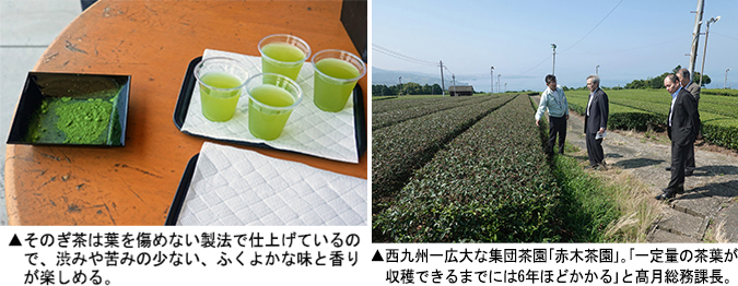 左：そのぎ茶　右：赤木茶園