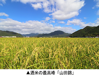 酒米の最高峰「山田錦」