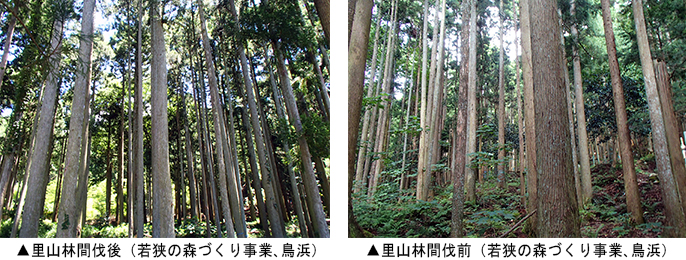 左：里山林間伐後（若狭の森づくり事業、鳥浜）　右：里山林間伐前（若狭の森づくり事業、鳥浜）