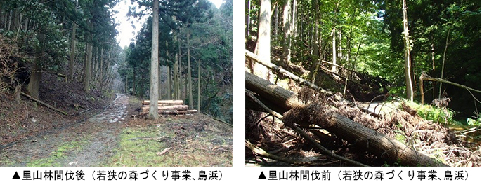 左：倒木除去後（若狭の森づくり事業、新道）　右：倒木除去前（若狭の森づくり事業、新道）
