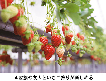 家族や友人といちご狩りが楽しめる