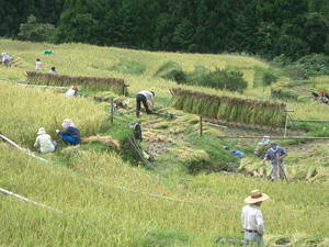 稲刈りの集いの写真