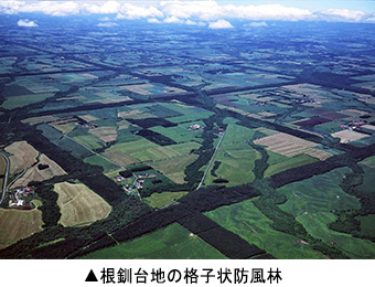 根釧台地の格子状防風林