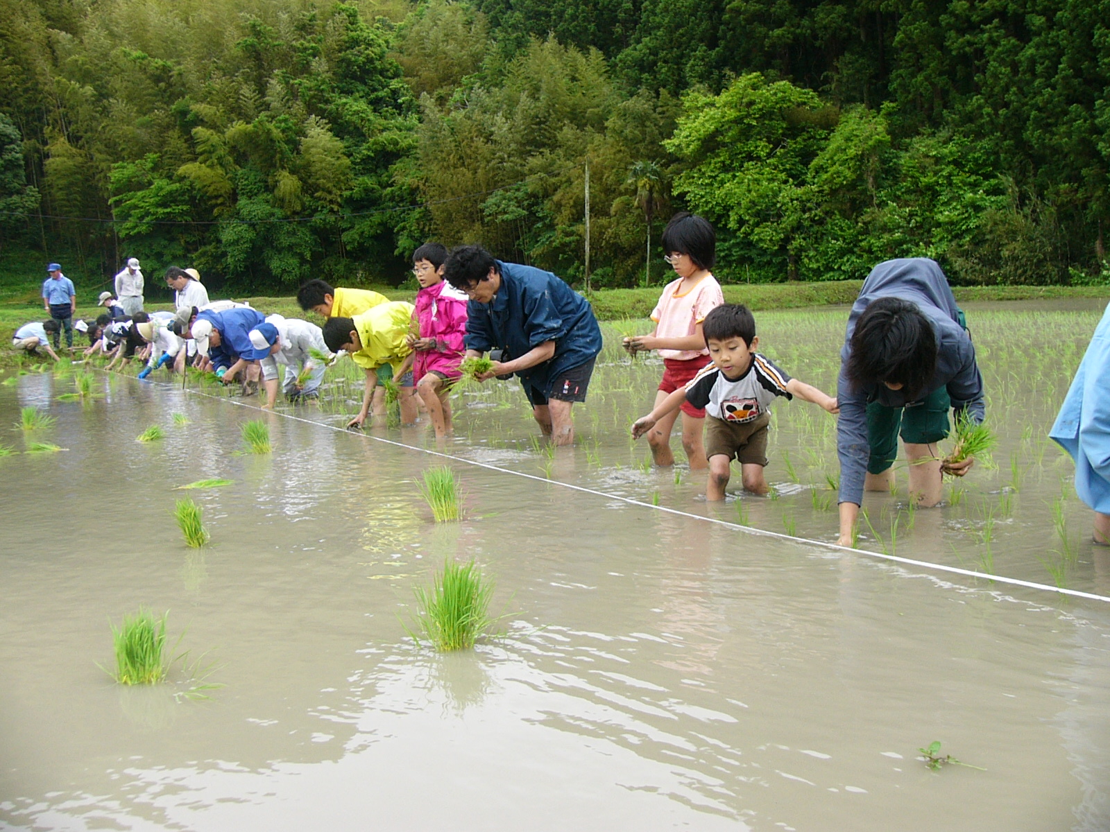 市民農園で田植え体験の写真