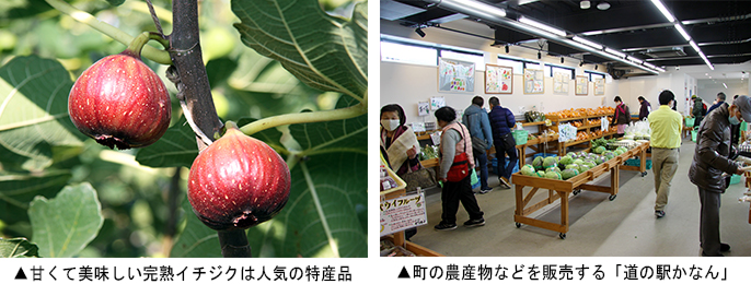 左：完熟イチジクは人気の特産品　右：道の駅かなん