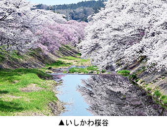 いしかわ桜谷
