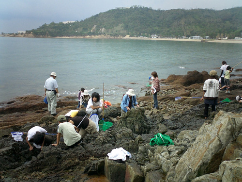 なおしま自然探検隊（海辺の生き物の観察風景）の写真