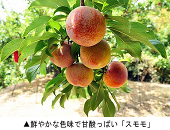 鮮やかな色味で甘酸っぱい「スモモ」
