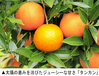 太陽の恵みを浴びたジューシーな甘さ「タンカン」